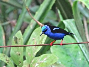 Red-legged Honeycreeper