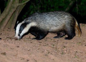 berty badger