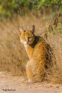 Jungle Cat