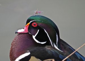 Wood Duck