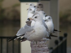 Gulls in a row