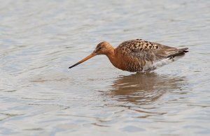 Black Tailed Godwit