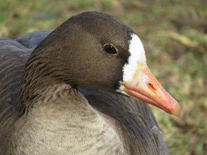 Greater White-fronted Goose