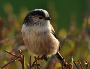 longtailled tit.