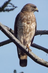 Broad-Winged Hawk