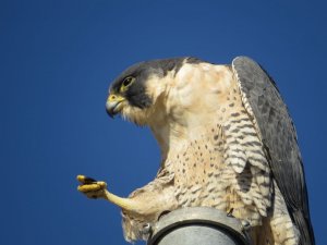 Peregrine Falcon