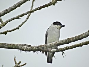 Black-crowned Tityra