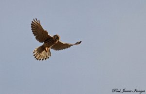 Kestrel Hovering