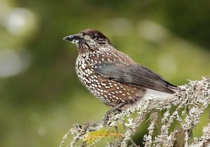 Spotted Nutcracker photography in Bulgaria