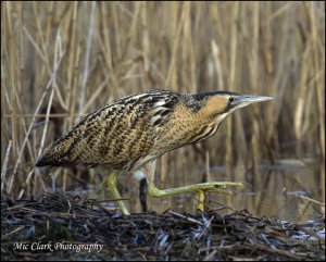 Bittern