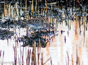 Snipe in the reeds