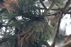 Hume's Leaf Warbler