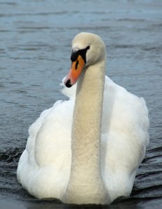 Mute swan