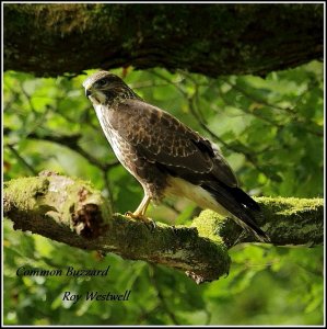 common buzzard