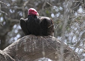 Turkey Vulture