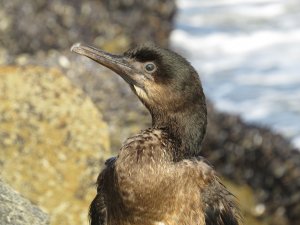 Brandt's Cormorant