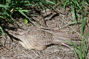 Ring-necked Pheasant (F)