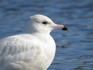 Glaucous Gull