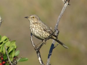 Sage Thrasher