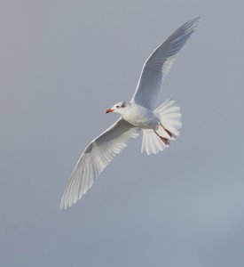 Med, Gull in flight