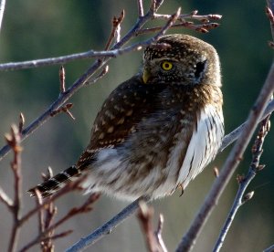 Northern Pygmy-Owl