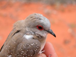 Diamond Dove