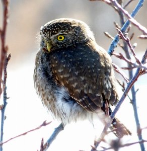 Northern Pygmy-Owl