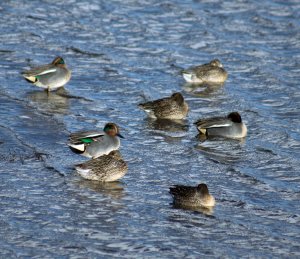 Teal_grouping_Titchwell