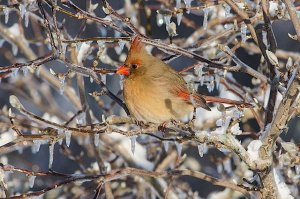 N.Cardinal fem.