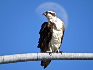 Osprey