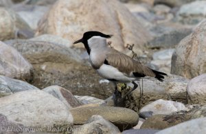 River Lapwing