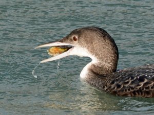 Great Northern Diver