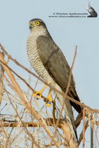 sparrowhawk female