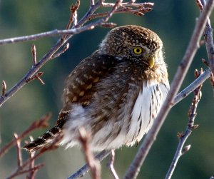 Northern Pygmy-Owl