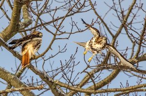 Red-tails Take-off