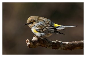 Yellow-rumped Warbler