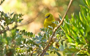 Hawaii Amakihi