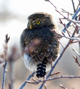 Northern Pygmy-Owl