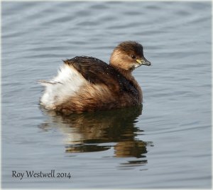 little grebe