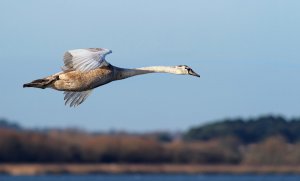 Mute Swan - juvenile