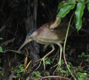 Yellow Bittern