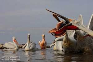 Dalmatian Pelican