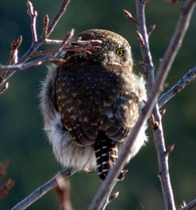 Overlord-Northern Pygmy-Owl