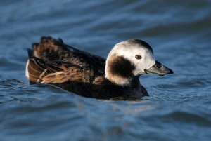 Long-tailed Duck