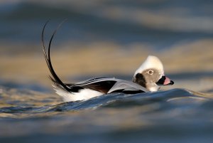 Long-tailed Duck