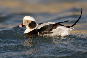 Long-tailed Duck