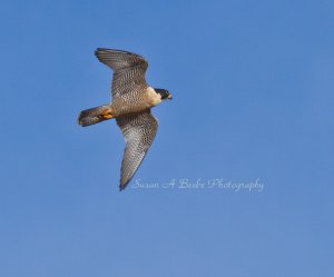 Peregrine Falcon