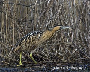 Bittern