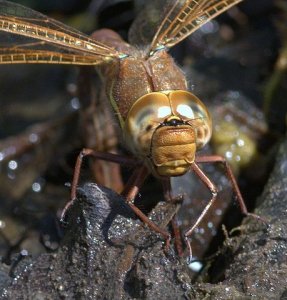 Brown Hawker