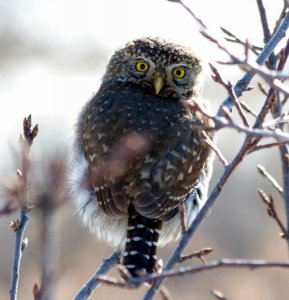 180-Northern Pygmy-Owl